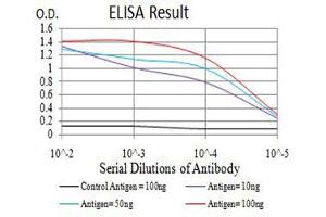Black line: Control Antigen (100 ng),Purple line: Antigen (10 ng), Blue line: Antigen (50 ng), Red line:Antigen (100 ng) (ATL1 Antikörper  (AA 1-100))