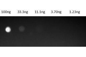 Dot Blot results of Protein G Fluorescein Conjugate.