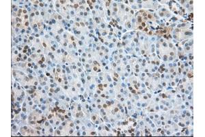 Immunohistochemical staining of paraffin-embedded Human Kidney tissue using anti-PFN1 mouse monoclonal antibody.