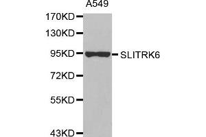 Western Blotting (WB) image for anti-SLIT and NTRK-Like Family, Member 6 (SLITRK6) antibody (ABIN1875604) (SLITRK6 Antikörper)