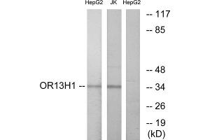 Western blot analysis of extracts from HepG2 cells and Jurkat cells, using OR13H1 antibody. (OR13H1 Antikörper  (C-Term))