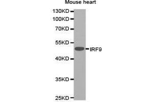 Western Blotting (WB) image for anti-Interferon Regulatory Factor 9 (IRF9) antibody (ABIN1873277) (IRF9 Antikörper)