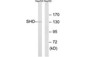Western Blotting (WB) image for anti-Src Homology 2 Domain Containing Transforming Protein D (SHD) (AA 141-190) antibody (ABIN2890630) (SHD Antikörper  (AA 141-190))