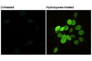 Immunofluorescent analysis of Phosphorylation of H2A. (H2AFX Antikörper  (pSer139))