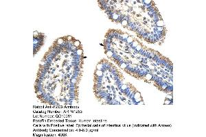 Rabbit Anti-FZD9 Antibody  Paraffin Embedded Tissue: Human Intestine Cellular Data: Epithelial cells of intestinal villas Antibody Concentration: 4. (FZD9 Antikörper  (N-Term))