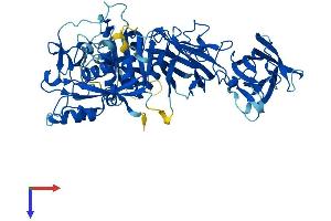 Calpain 6 Protein (CAPN6) (AA 1-641) (His tag)