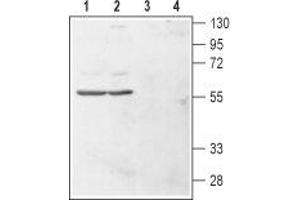 Western blot analysis of human chronic myelogenous leukemia (K562) (lanes 1 and 3) and human promyelocytic leukemia (HL-60) (lanes 2 and 4) cell lysates: - 1,2. (HRH4 Antikörper  (1st Extracellular Loop))