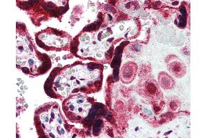 Anti-FERMT1 antibody IHC of human placenta. (FERMT1 Antikörper  (AA 643-660))