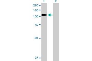 Western Blot analysis of DPP4 expression in transfected 293T cell line by DPP4 MaxPab polyclonal antibody. (DPP4 Antikörper  (AA 1-766))