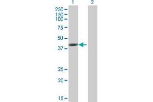 Western Blot analysis of TMOD3 expression in transfected 293T cell line by TMOD3 MaxPab polyclonal antibody. (TMOD3 Antikörper  (AA 1-352))