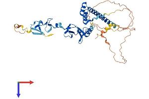 LMX1A Protein (AA 1-382) (His tag)