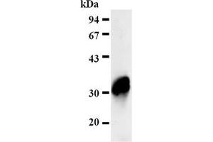 Western Blotting (WB) image for anti-Four and A Half LIM Domains 2 (FHL2) antibody (ABIN487469)