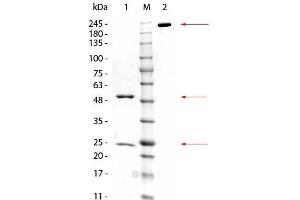 SDS-PAGE of Mouse anti-GSTZ1 Monoclonal Antibody. (GSTZ1 Antikörper)