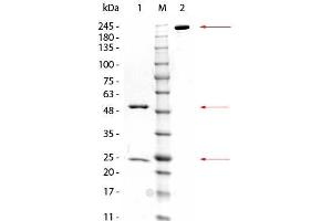 SDS-PAGE of Mouse anti-GSTZ1 Monoclonal Antibody.