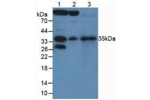 Figure. (SFRP5 Antikörper  (AA 45-162))