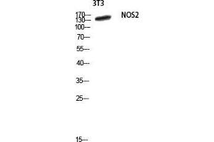 Western Blot (WB) analysis of 3T3 lysis using NOS2 antibody. (NOS2 Antikörper  (Thr177))