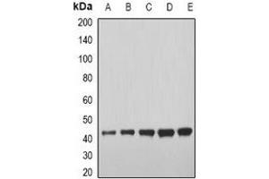 Western blot analysis of GDF8 expression in U937 (A), BT474 (B), mouse heart (C), mouse liver (D), rat skeletal muscle (E) whole cell lysates. (MSTN Antikörper)