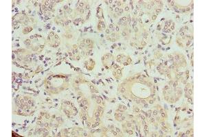 Immunohistochemistry of paraffin-embedded human salivary gland tissue using ABIN7172953 at dilution of 1:100 (TMCC1 Antikörper  (AA 51-300))