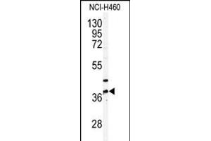 Western blot analysis of anti-NK3 Antibody (N-term) (ABIN391239 and ABIN2841307) in NCI- cell line lysates (35 μg/lane). (PANK3 Antikörper  (N-Term))