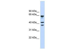 GPR27 antibody used at 1 ug/ml to detect target protein.