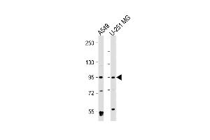 All lanes : Anti-B Antibody at 1:2000 dilution Lane 1: A549 whole cell lysate Lane 2: U-251 MG whole cell lysate Lysates/proteins at 20 μg per lane. (BMP1 Antikörper)