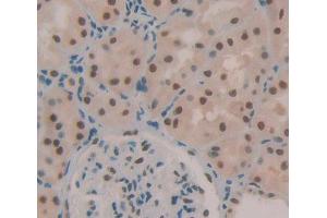 Used in DAB staining on fromalin fixed paraffin- embedded kidney tissue (TCEA1 Antikörper  (AA 1-228))