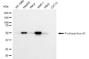 Western blotting analysis using Forkhead box A1 antibody (ABIN7798641). (Rekombinanter FOXA1 Antikörper)