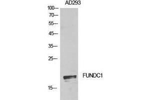 Western Blot (WB) analysis of AD293 cells using FUNDC1 Polyclonal Antibody. (FUNDC1 Antikörper  (Internal Region))