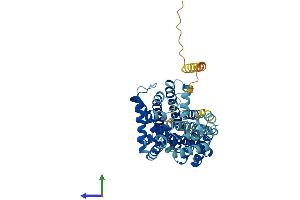 Protein Structure (PS) image for Solute Carrier Family 7 (Cationic Amino Acid Transporter, Y+ System), Member 5 (SLC7A5) (AA 1-512) protein (His tag) (ABIN7565267)