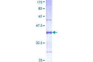 Semaphorin 6C Protein (AA 28-126) (GST tag)