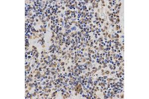 Immunohistochemistry (IHC) image for anti-Histone 3 (H3) (H3K36me3) antibody (ABIN3016039) (Histone 3 Antikörper  (H3K36me3))