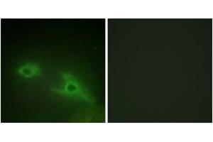 Immunofluorescence (IF) image for anti-Ephrin Type A Receptor 1 (EPHA1) (AA 541-590) antibody (ABIN2889422) (EPHA1 Antikörper  (AA 541-590))
