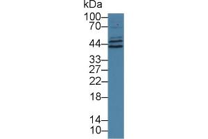 Western Blot; Sample: Human Hela cell lysate; Primary Ab: 1µg/ml Rabbit Anti-Human HCRP1 Antibody Second Ab: 0.