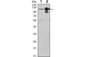 Western blot analysis using UBE1L mouse mAb against Raji (1) and THP-1 (2) cell lysate. (UBA7 Antikörper)