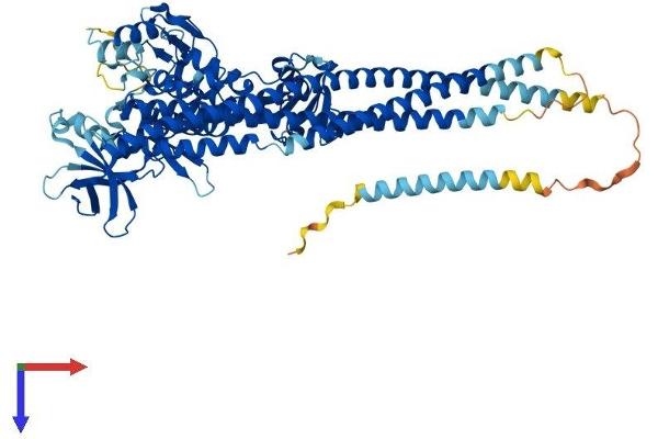 IKKi/IKKe Protein (AA 1-716) (His tag)