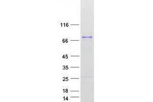 Western Blotting (WB) image for DnaJ (Hsp40) Homolog, Subfamily C, Member 2 (DNAJC2) (Transcript Variant 2) protein (Myc-DYKDDDDK Tag) (ABIN2736154)