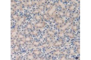 IHC-P analysis of Mouse Tissue, with DAB staining. (CUBN Antikörper  (AA 3511-3623))