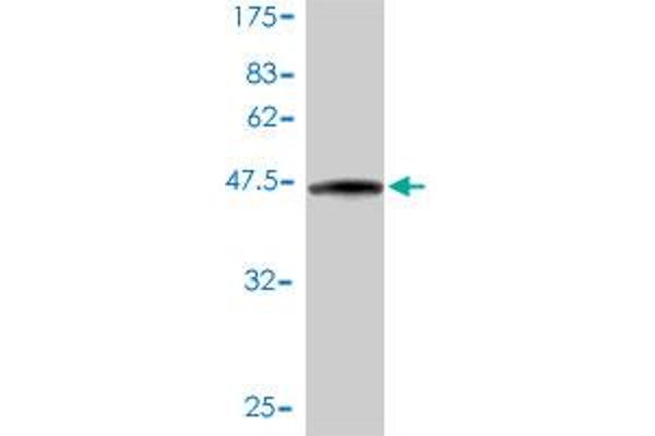 Cytohesin 3 Antikörper  (AA 1-180)