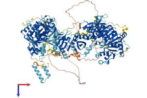 DIP2A Protein (AA 1-1523) (His tag)