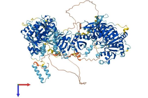 DIP2A Protein (AA 1-1523) (His tag)