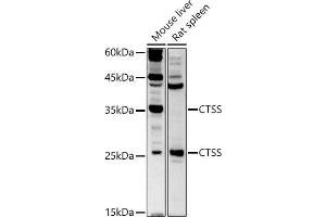 Western blot analysis of extracts of various cell lines, using CTSS antibody (ABIN3015658, ABIN3015659, ABIN3015660 and ABIN6219007) at 1:500 dilution. (Cathepsin S Antikörper  (AA 115-331))