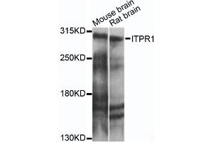 Western blot analysis of extracts of various cell lines, using ITPR1 antibody (ABIN6293225) at 1:1000 dilution. (ITPR1 Antikörper)