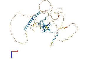 WWTR1 Protein (AA 1-400) (His tag)