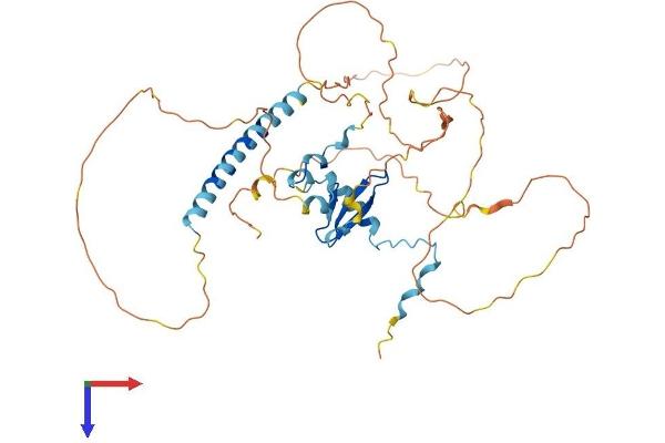 WWTR1 Protein (AA 1-400) (His tag)