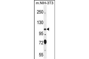 Western blot analysis in mouse NIH-3T3 cell line lysates (35ug/lane). (NSP5 Antikörper  (AA 705-733))