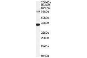 Image no. 1 for anti-Origin Recognition Complex, Subunit 3 (ORC3) (C-Term) antibody (ABIN374085) (ORC3 Antikörper  (C-Term))
