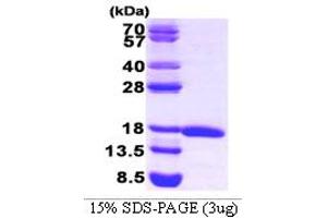 SDS-PAGE (SDS) image for Eukaryotic Translation Initiation Factor 5A (EIF5A) (AA 1-154) protein (ABIN666636)