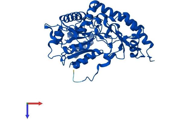 AGXT Protein (AA 1-392) (His tag)