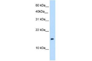 PAGE1 antibody used at 5 ug/ml to detect target protein. (PAGE1 Antikörper)