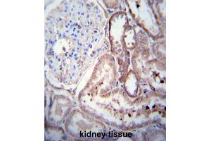 Immunohistochemical staining (Formalin-fixed paraffin-embedded sections) of human kidney tissue. (PDGFD Antikörper  (AA 313-341))